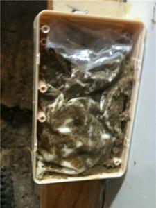 Sentricon Termites Feeding