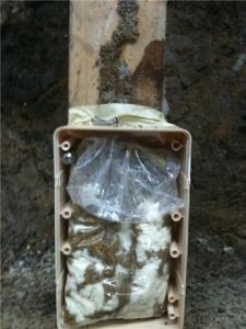 Sentricon AG termites feeding