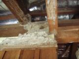 termite damage2