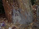 termite nest