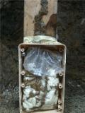 Sentricon AG termites feeding