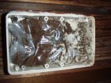 termites feeding
