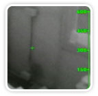 Termites feeding thermal Image