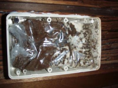termites feeding