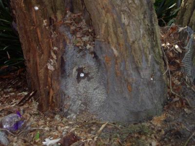 termite nest